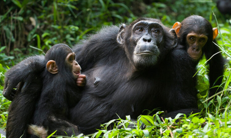 Kibale Chimpanzee Tracking