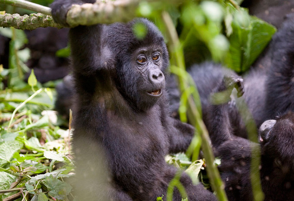 Gorilla trekking in Bwindi forest