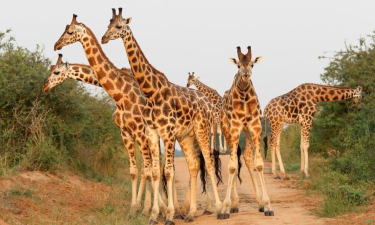 Kidepo Valley Expedition