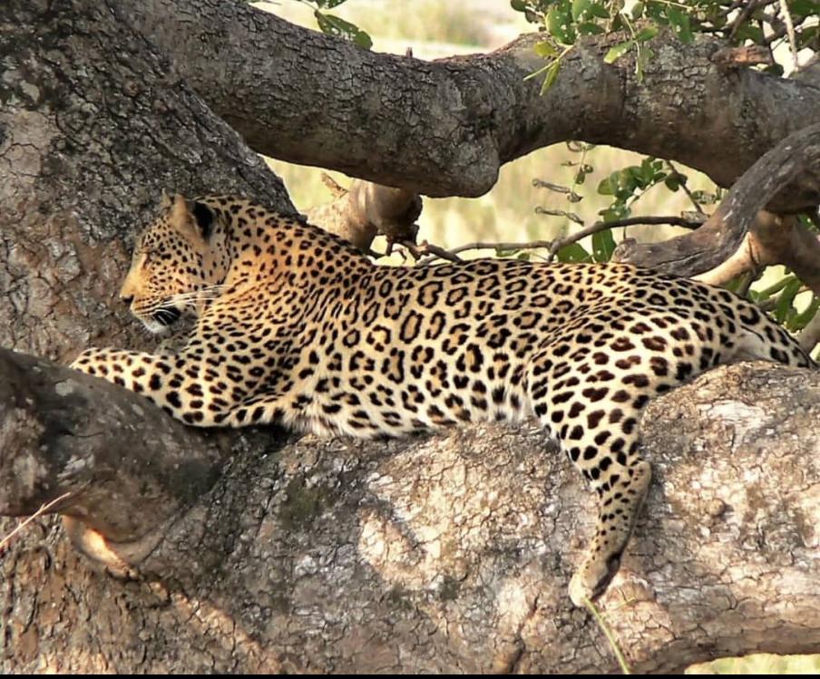 Leopard on a wildlife safari