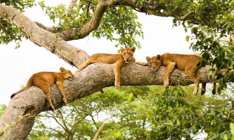 Queen Elizabeth Big Game Safari