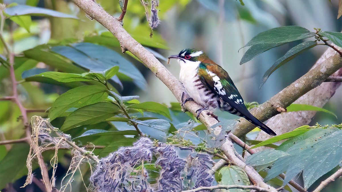 Birding at Semuliki National Park